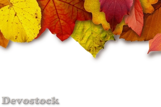 Devostock Leaves Colorful Color Yellow 0