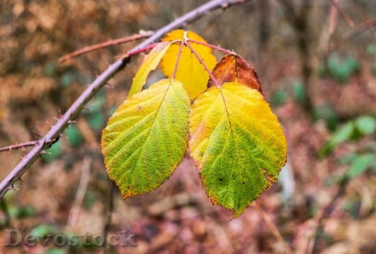 Devostock Leaves Colorful Emerge Forest