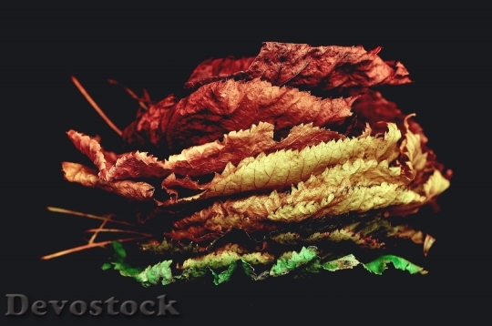 Devostock Leaves Colorful Still Life