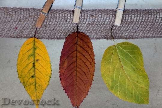 Devostock Leaves Colorful True Leaves