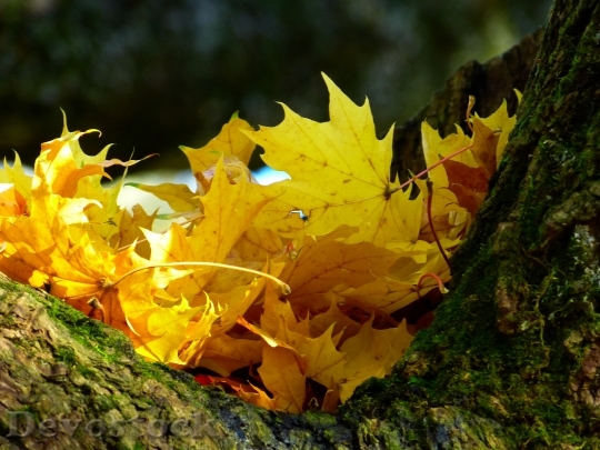 Devostock Leaves Colorful Yellow Autumn 0