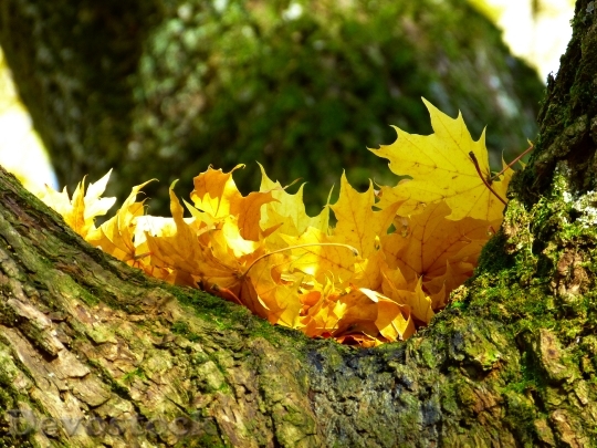Devostock Leaves Colorful Yellow Autumn 2