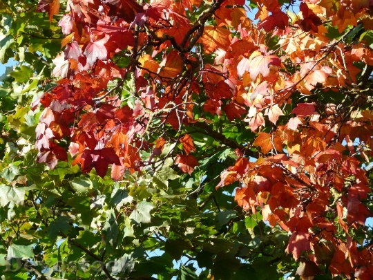 Devostock Leaves Coloring Autumn Contrast
