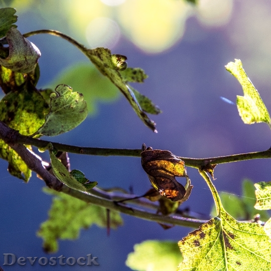 Devostock Leaves Country Leaf Nature