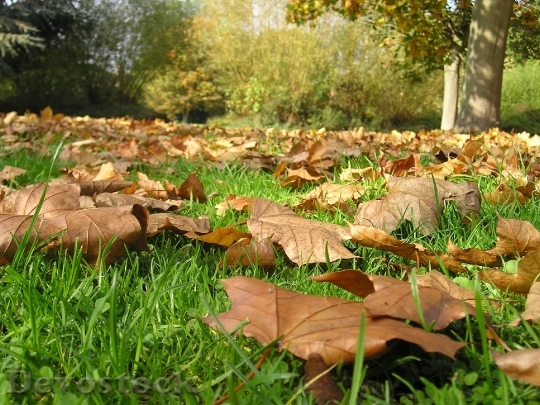Devostock Leaves Dead Leaves Autumn