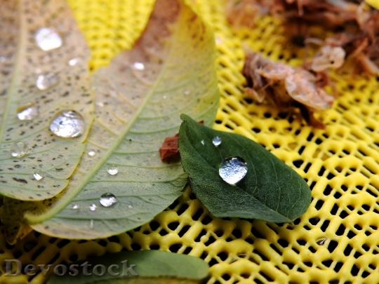 Devostock Leaves Dew Drop Water