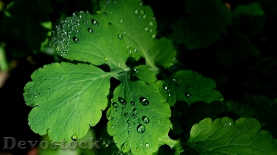 Devostock Leaves Dew Green Dewdrop
