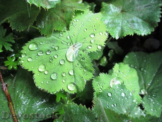 Devostock Leaves Drop Water Green