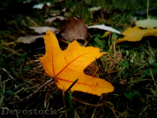 Devostock Leaves Dry Autumn Dry
