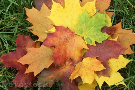 Devostock Leaves Emerge Colorful Autumn