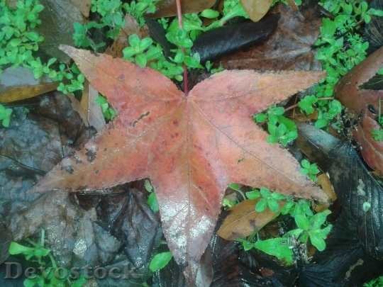 Devostock Leaves Fall Autumn 981323