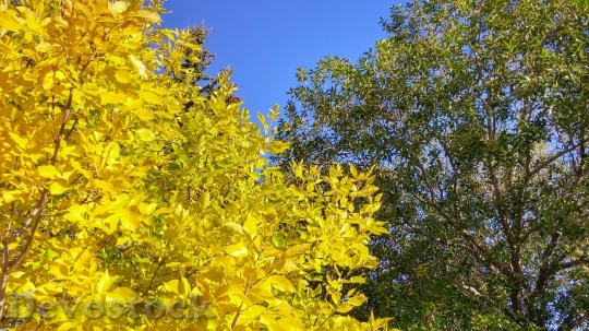 Devostock Leaves Fall Autumn Branch