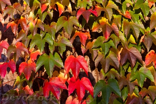Devostock Leaves Fall Autumn Colors 0