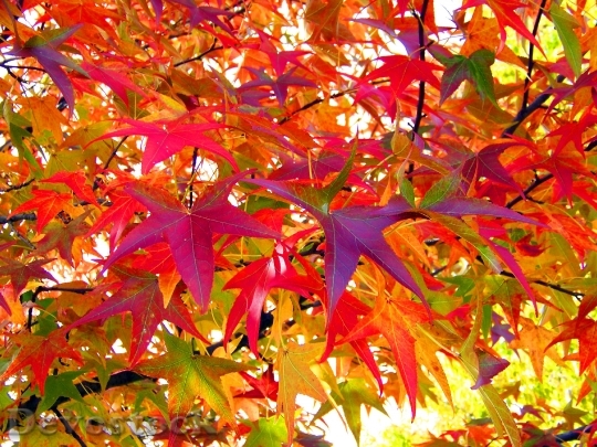 Devostock Leaves Fall Autumn Colors