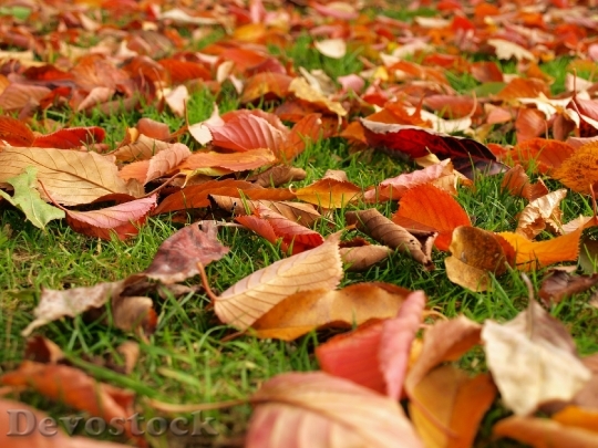 Devostock Leaves Fall Autumn Grass