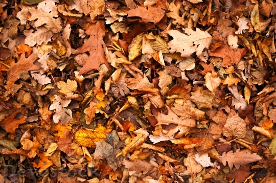 Devostock Leaves Fall Autumn Nature