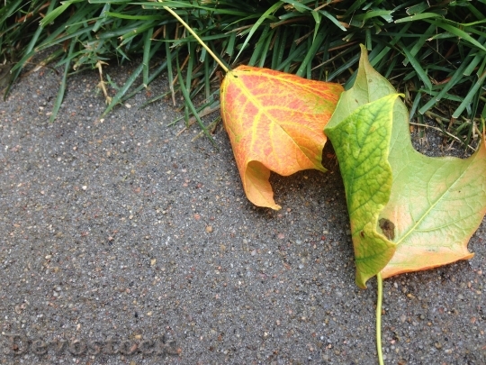 Devostock Leaves Fall Autumn Season