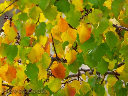 Devostock Leaves Fall Color Colorful 0
