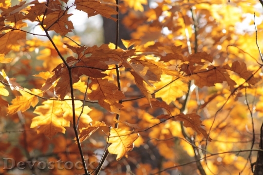 Devostock Leaves Fall Color Forest