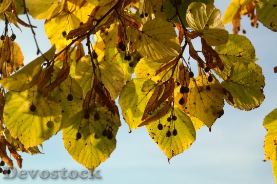 Devostock Leaves Fall Color Yellow