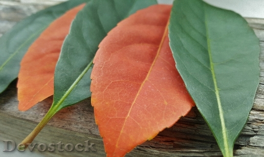 Devostock Leaves Fall Fall Colors 1