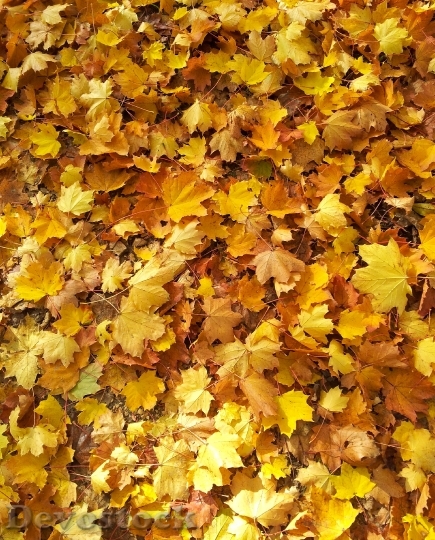Devostock Leaves Fall Foliage Autumn 0