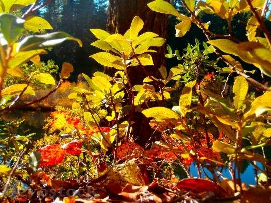 Devostock Leaves Fall Foliage Autumn 1