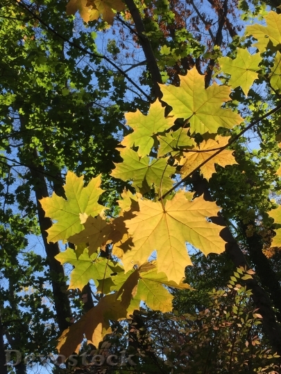 Devostock Leaves Fall Foliage Autumn 3