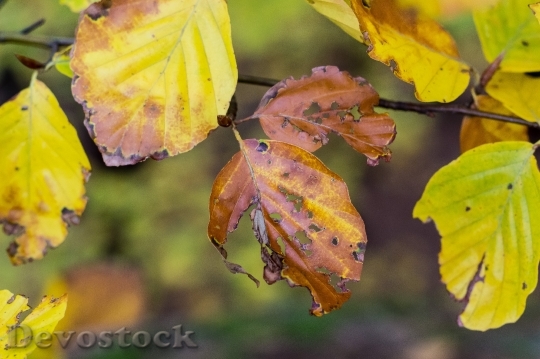 Devostock Leaves Fall Foliage Autumn 4