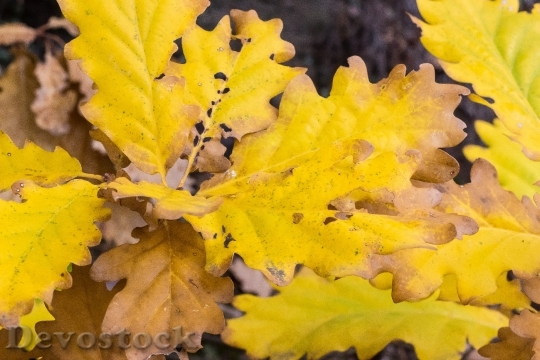 Devostock Leaves Fall Foliage Autumn 5