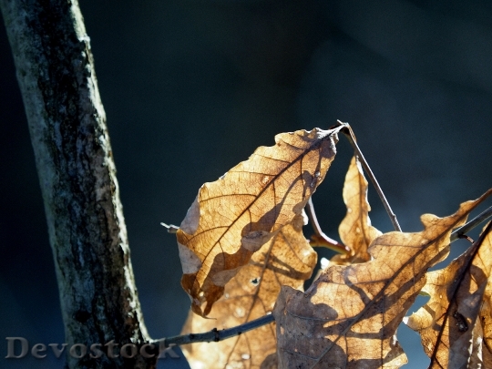 Devostock Leaves Fall Foliage Back