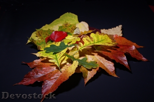Devostock Leaves Fall Foliage Colorful 0