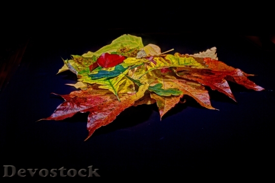 Devostock Leaves Fall Foliage Colorful 1