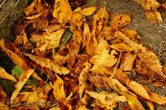 Devostock Leaves Fall Foliage Colorful