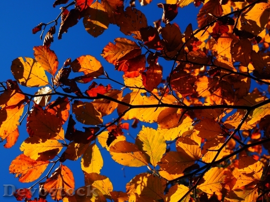 Devostock Leaves Fall Foliage Golden 0