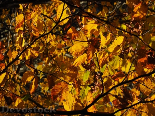 Devostock Leaves Fall Foliage Golden 1