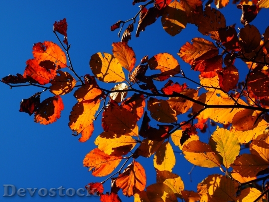 Devostock Leaves Fall Foliage Golden 2