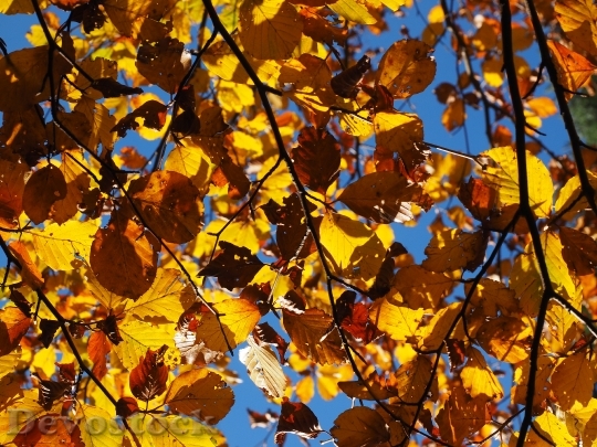 Devostock Leaves Fall Foliage Golden 3