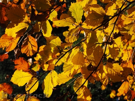 Devostock Leaves Fall Foliage Golden 4