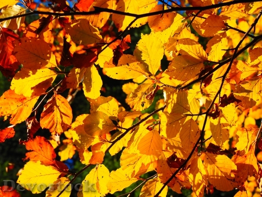 Devostock Leaves Fall Foliage Golden