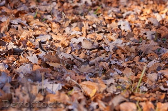 Devostock Leaves Fall Foliage Ground