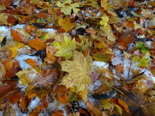 Devostock Leaves Fall Foliage Leaf