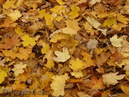 Devostock Leaves Fall Foliage Maple 0