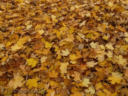 Devostock Leaves Fall Foliage Maple 1
