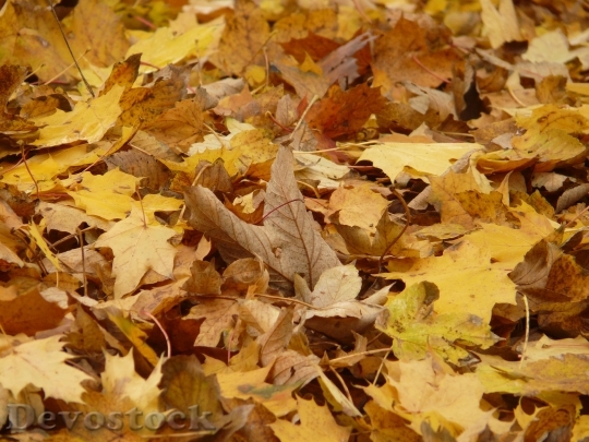 Devostock Leaves Fall Foliage Maple