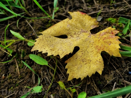 Devostock Leaves Fall Nature Undergrowth