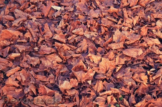 Devostock Leaves Fall Season Red