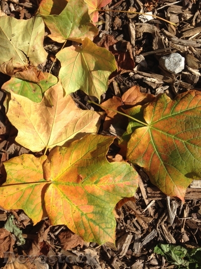Devostock Leaves Fall Season Yellow