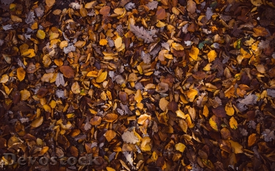 Devostock Leaves Fallen Dry Autumn