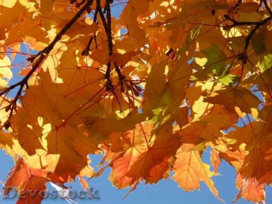 Devostock Leaves Farbenspiel Yellow Orange